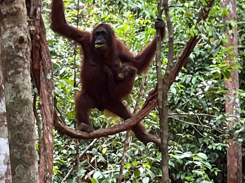 Wow Borneo-帕朗卡拉亚必去景点