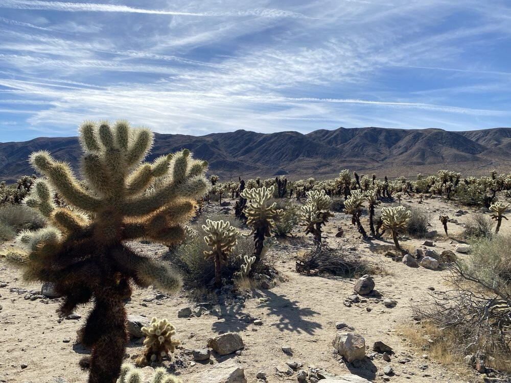 Joshua Tree National Park-约书亚树必去景点