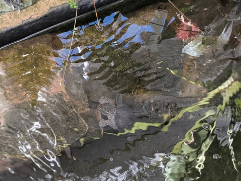 Williamson Park-兰开斯特必去景点