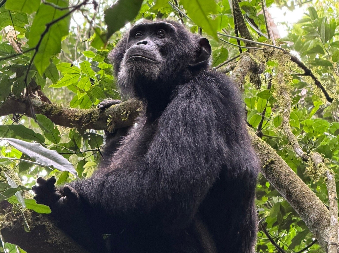 Encounter Africa Safaris-恩德培必去景点