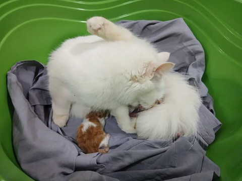 ACE - Animal Care in Egypt-卢克索必去景点