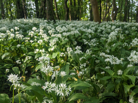 The Cramlington Forager-Cramlington必去景点