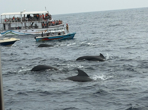 Whale Watching Chaminda-美蕊沙必去景点