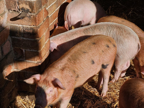 Stonehurst Family Farm and Museum-Mountsorrel必去景点