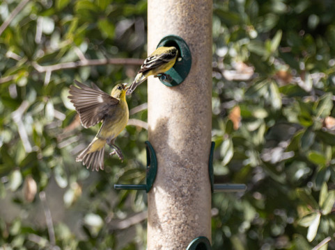 Ash Canyon Bird Sanctuary-Hereford必去景点