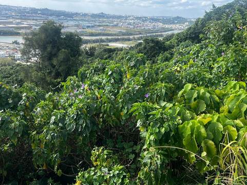 Katsuren Castle Ruins-宇流麻市必去景点