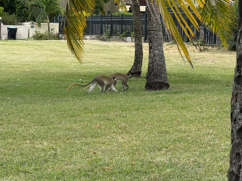 Barbados Golf Club-基督城必去景点