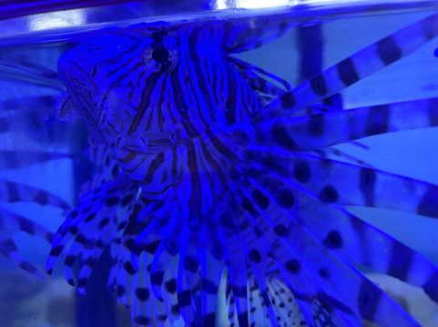 Pusat Ikan Hiasan-波德申必去景点