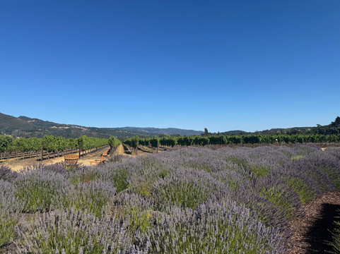 St. Francis Winery & Vineyards-圣罗莎必去景点