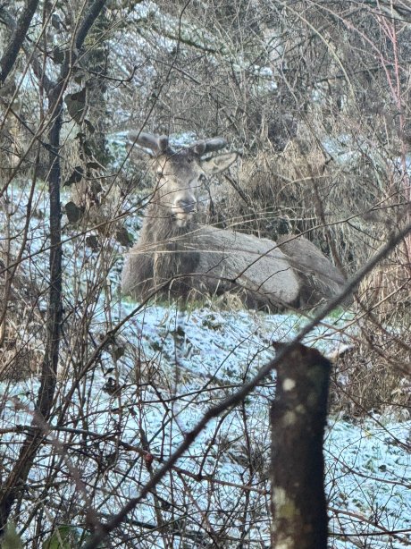尼尔德酒店-官方
