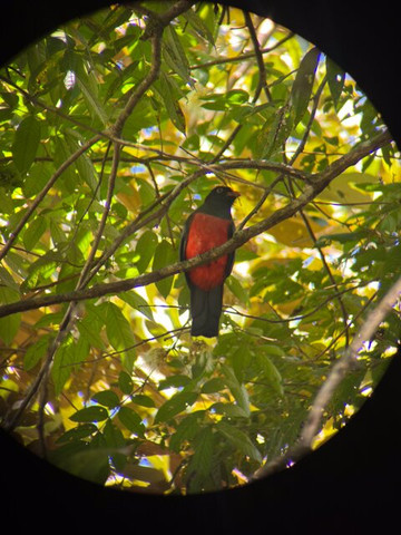 Rainforest Chronicles-希门尼斯港必去景点