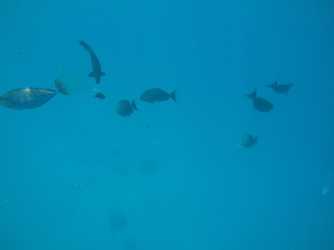 Meridis Dive and Water Sports at Cocogiri-Vashugiri必去景点