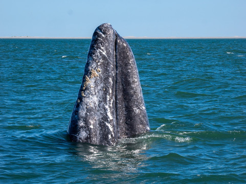 Baja Ecotours-San Ignacio必去景点