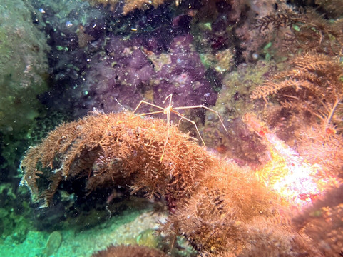Mbi Divecenter-妈妈拍丝瓜岛必去景点