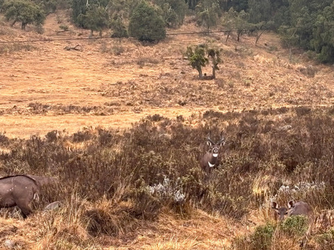 Bale Mountains Trekking Tours-Bale Robe必去景点
