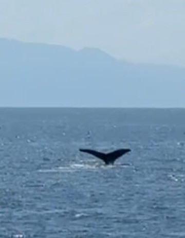 Ally Cat Sailing Adventures-利他必去景点