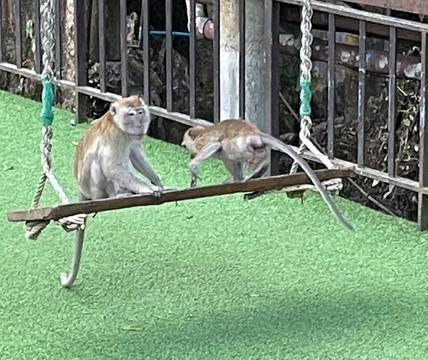 考索树屋度假村主图