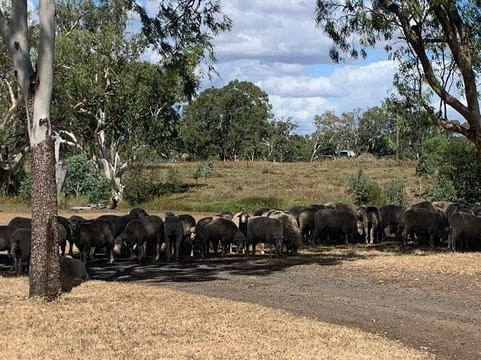 The Woolshed at Jondaryan-Jondaryan必去景点