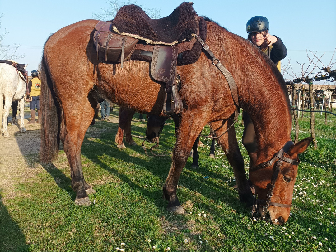 Azienda Agricola Loreggian-Arqua Petrarca必去景点