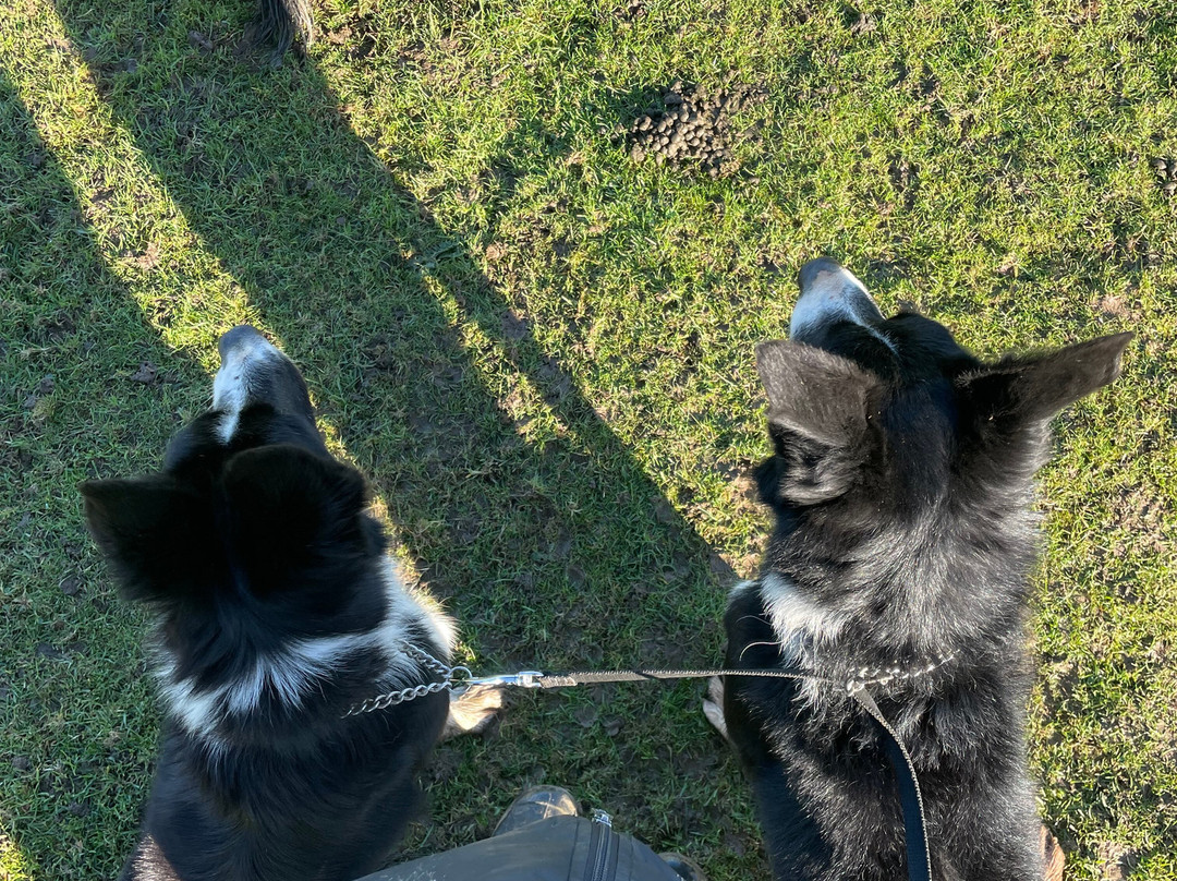 Nij Vyas Sheepdog Experience-East Norton必去景点