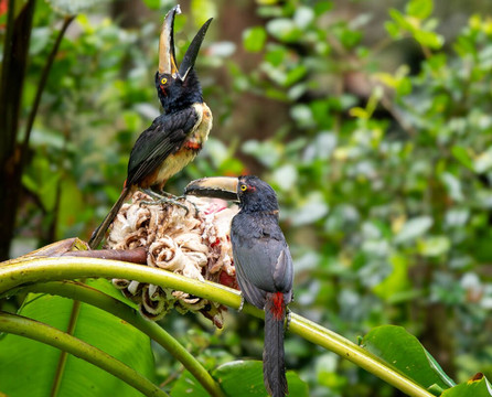 加勒比天堂生态旅馆主图