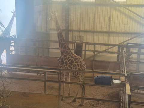 Paignton Zoo Environmental Park-佩恩顿必去景点