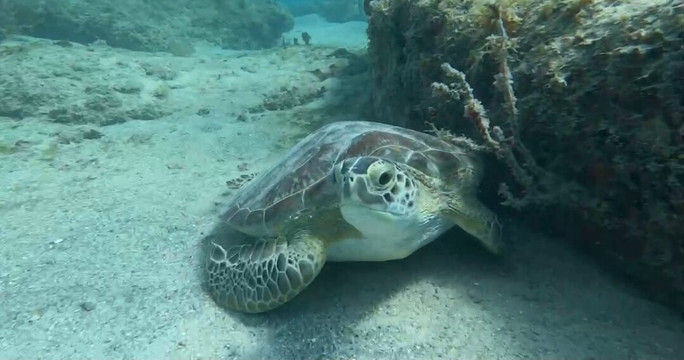 Fokito's Tours-Vieques必去景点