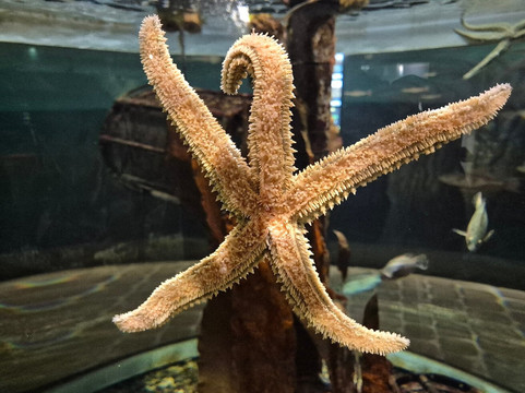 Galway Atlantaquaria-戈尔韦必去景点