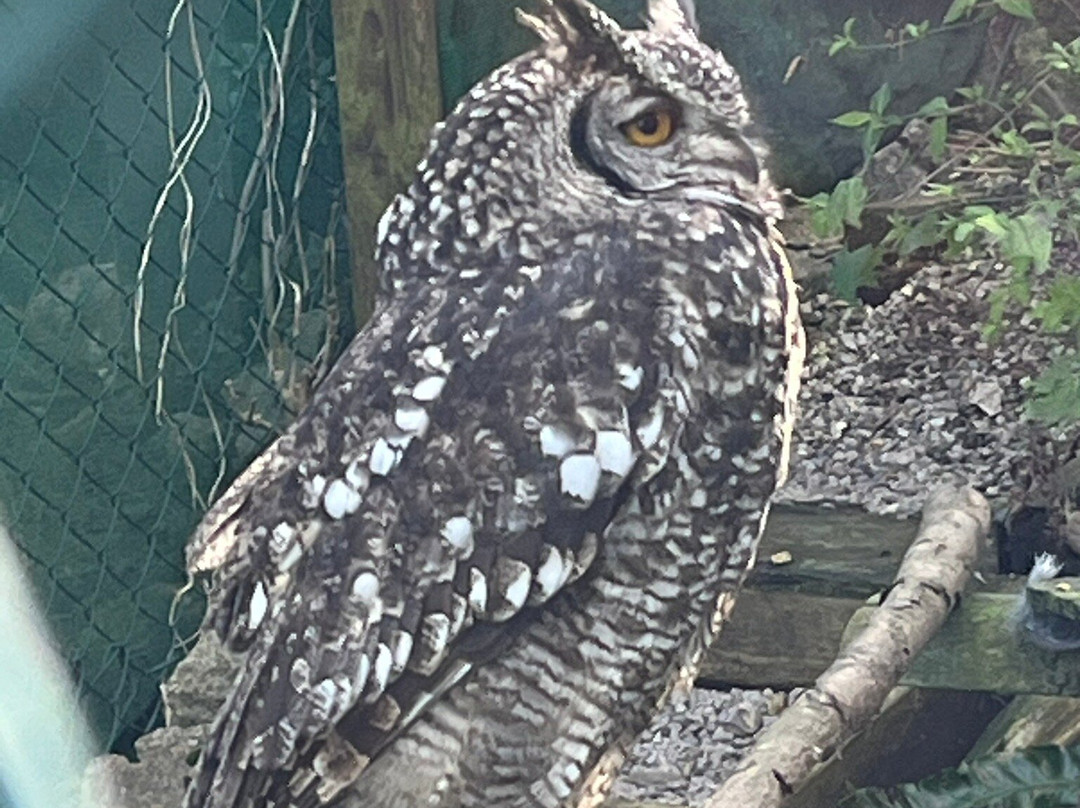 The Owls Trust-兰迪德诺必去景点