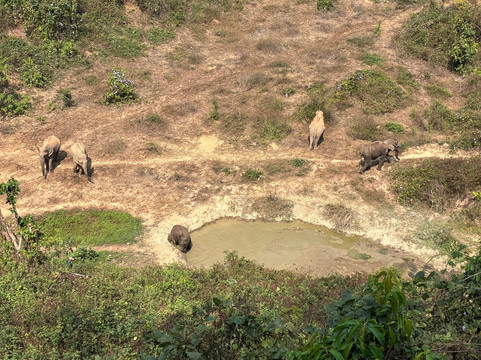 Elephant Conservation Center-Sayaboury必去景点