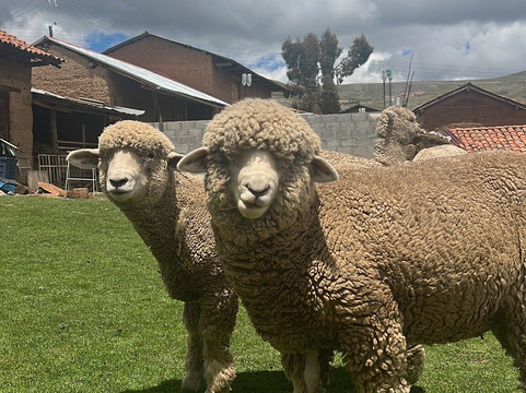 Taller De Arte Textil Rodríguez-塔玛必去景点