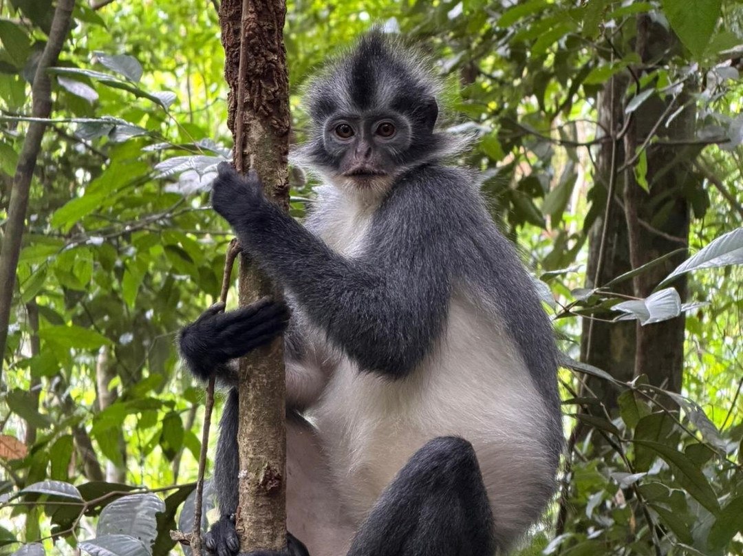 Trek of Sumatra-武吉拉旺必去景点