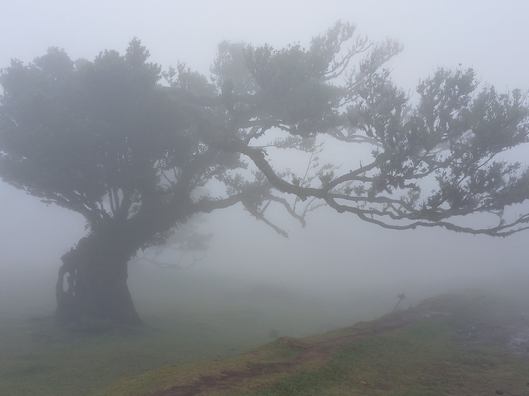 Madeira Free Spirit walks-沙尔必去景点