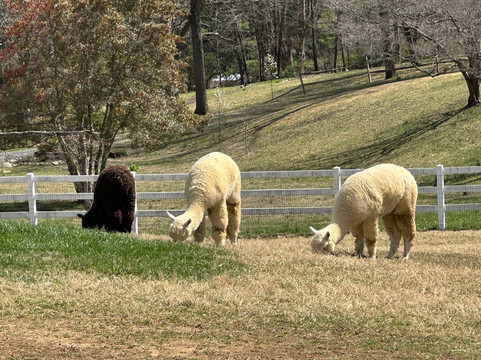 Winchester Creek Farm-韦恩斯维尔必去景点