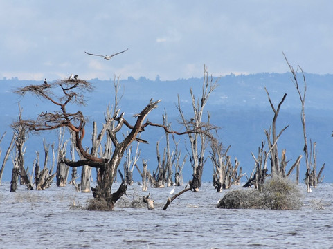 Malnodez Safaris-纳库鲁必去景点