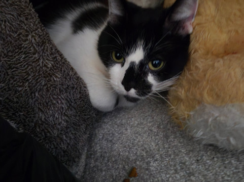 Ferne Animal Sanctuary-Chard必去景点