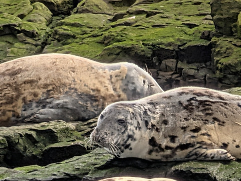 Billy Shiel's Boat Trips-Seahouses必去景点