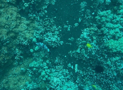 Maui Snorkeling-玛阿拉也亚必去景点