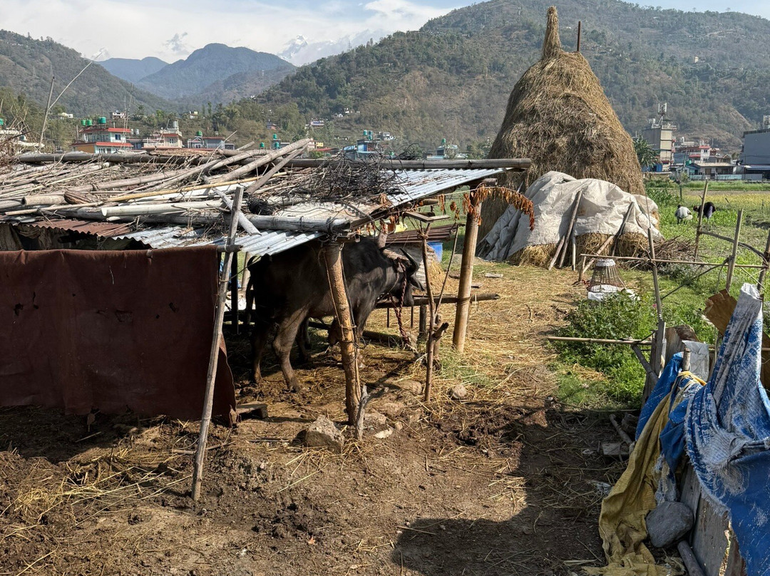 皇家道夫饭店主图