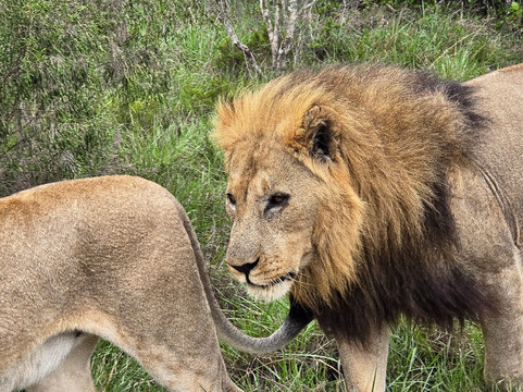 Sibuya Game Reserve - Private Day Trips-Kenton-on-Sea必去景点