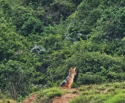 Sibuya Game Reserve - Private Day Trips-Kenton-on-Sea必去景点