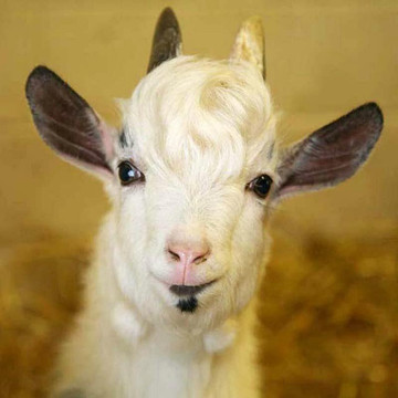 Cannon Hall Farm-Cawthorne必去景点