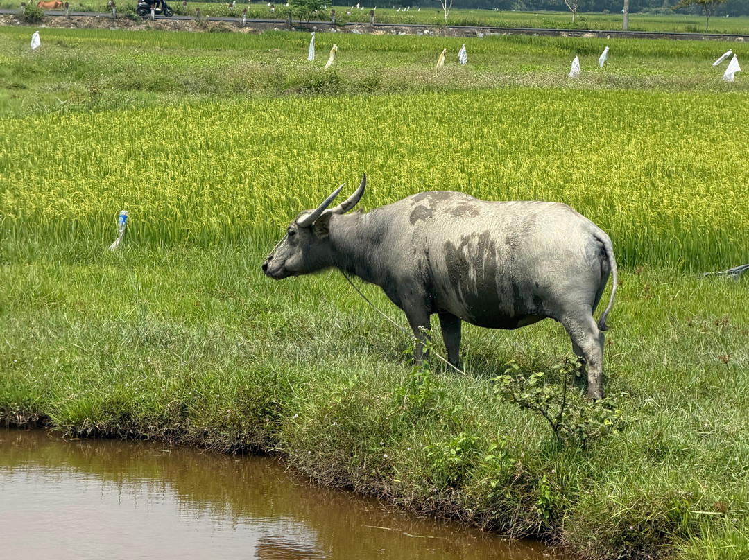 Quang Easyrider - Day Tours-岘港必去景点