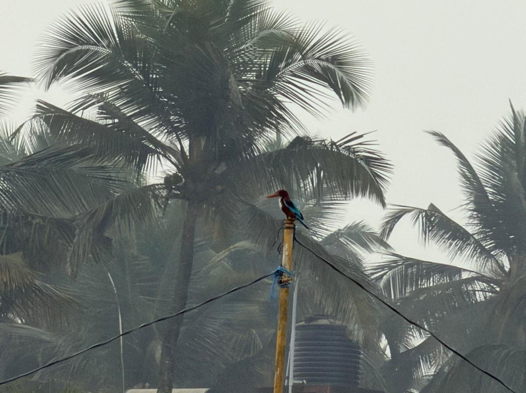 Shiva's Birdwatching Walking Tour-奔闹林必去景点