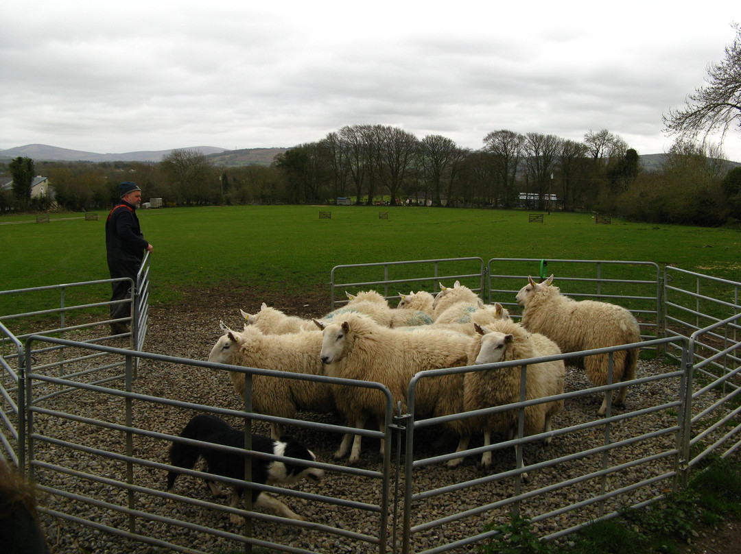 Irish Working Sheepdogs-基尔代尔郡必去景点