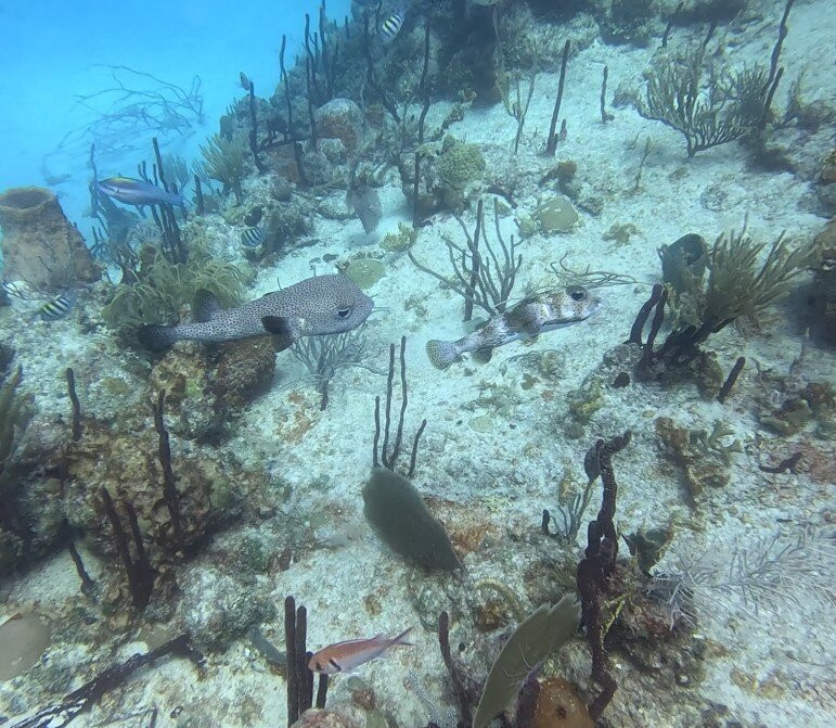 Scubafun-Bayahibe必去景点