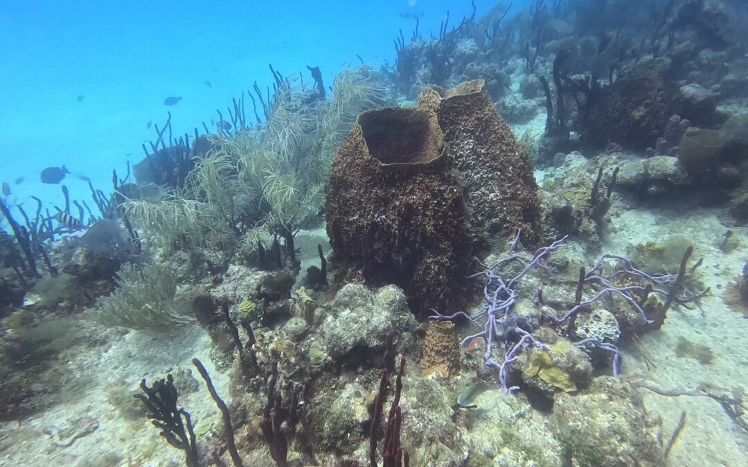 Scubafun-Bayahibe必去景点