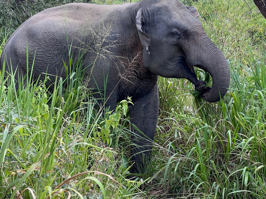Jeep Safari With Gayan-锡吉里亚必去景点