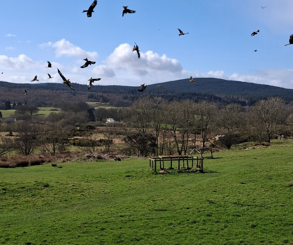 Galloway Red Kite Trail-Laurieston必去景点