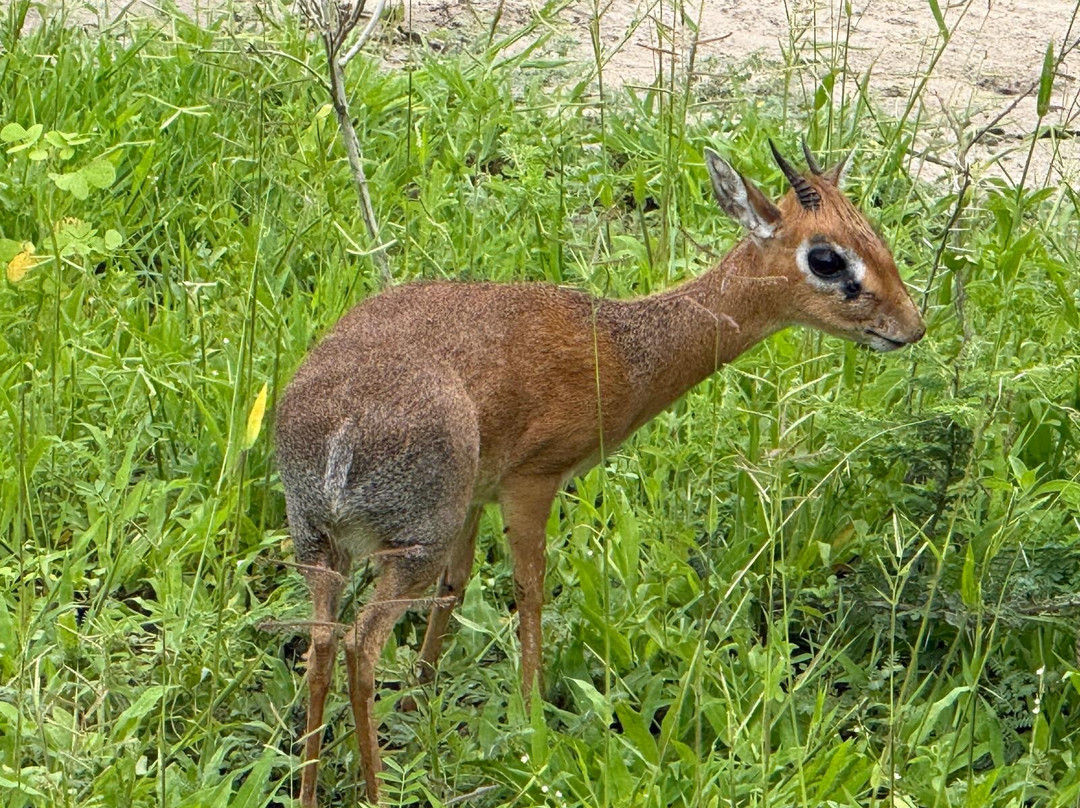 African Traits-阿鲁沙必去景点
